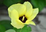 Hibiscus tiliaceus. Цветок. Андаманские острова, остров Хейвлок, песчаный пляж. 30.12.2014.