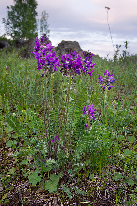 Image of Oxytropis campanulata specimen.