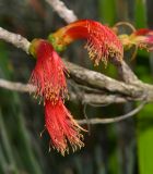 Calothamnus gilesii