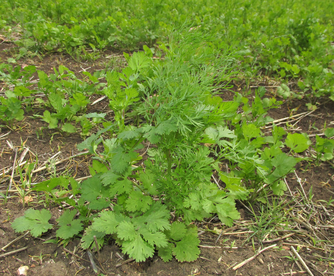 Изображение особи Coriandrum sativum.