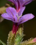 Plumbago europaea