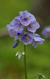 Polemonium schmidtii. Соцветие. Приморский край, Тернейский р-н, окр. пгт Терней, дубовый лес вблизи морского побережья. 13.06.2016.