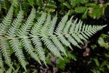 Pteridium aquilinum. Часть вайи (нижняя сторона). Республика Адыгея, Майкопский р-н, ок. 1 км севернее пос. Хамышки, южный склон горы Монах, выс. ок. 1000 м н.у.м., лиственный лес (дуб, граб, бук, осина), в зарослях рододендрона и молодого дубняка. 20.08.2016.