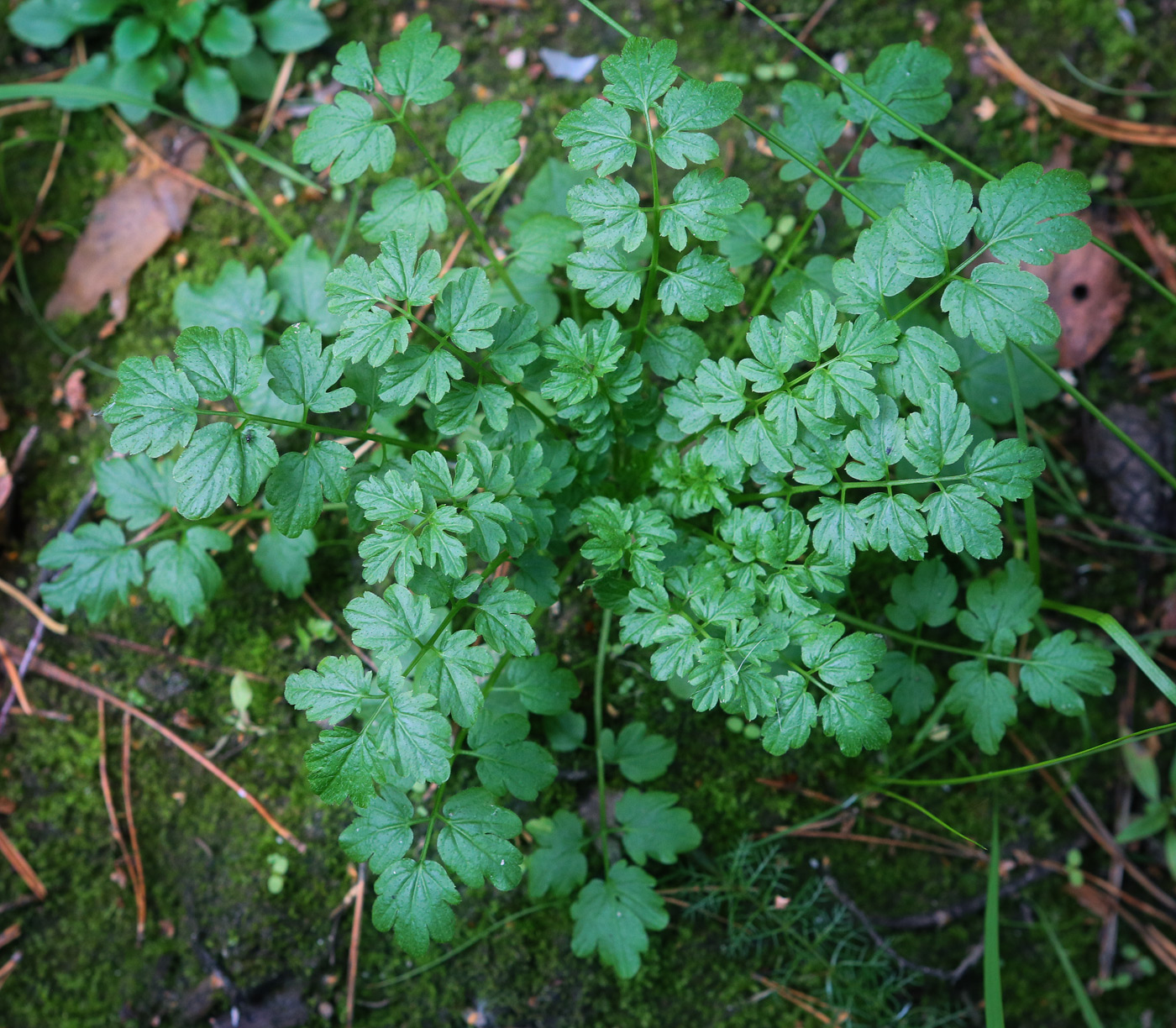 Изображение особи Cardamine impatiens.