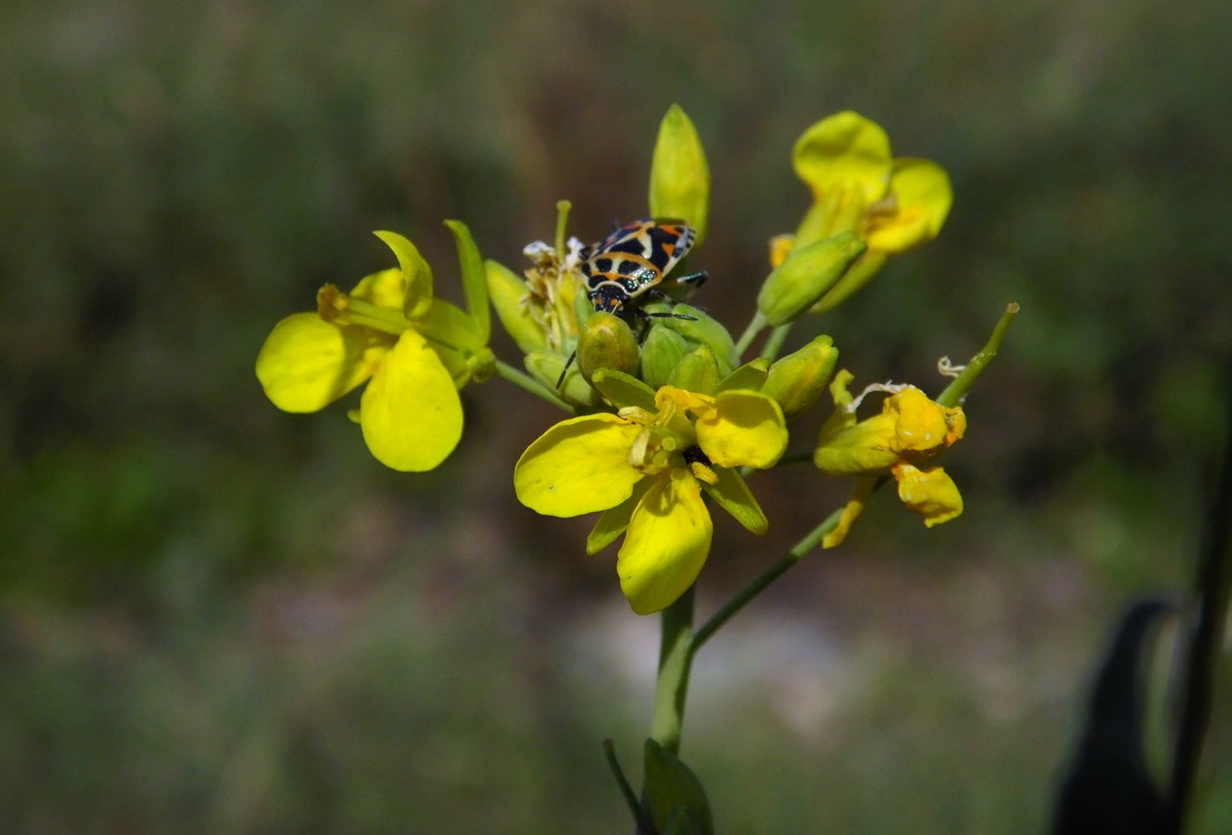 Изображение особи Brassica campestris.