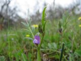 Vicia olbiensis