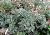 Artemisia taurica