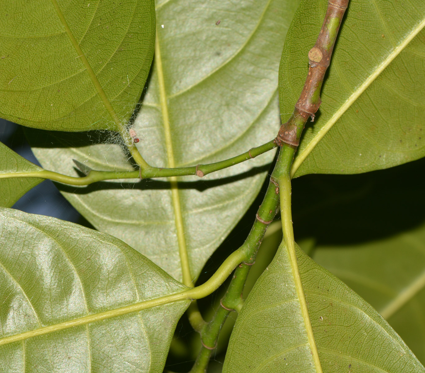 Изображение особи Artocarpus heterophyllus.