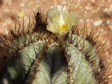 Astrophytum ornatum