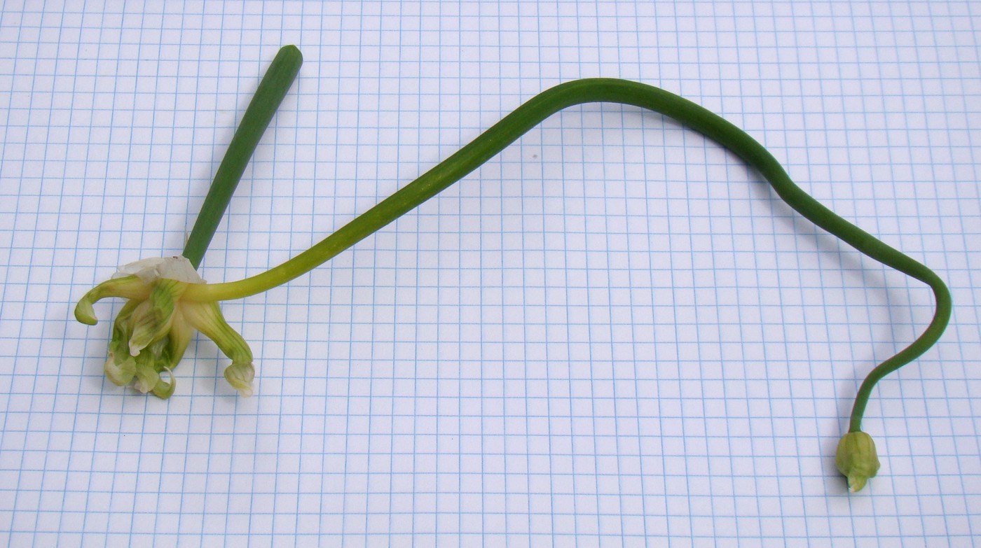 Изображение особи Allium &times; proliferum.