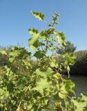 Xanthium orientale. Плодоносящее растение. Украина, г. Луганск, на берегу р. Лугань. 25.09.2017.