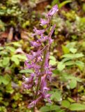 Corydalis paeoniifolia. Соцветие. Якутия, Алданский р-н, левый берег р. Алдан в 6 км выше г. Томмот, заболоченная подошва склона со стороны р. Радио Юрюете. 27.06.2016.