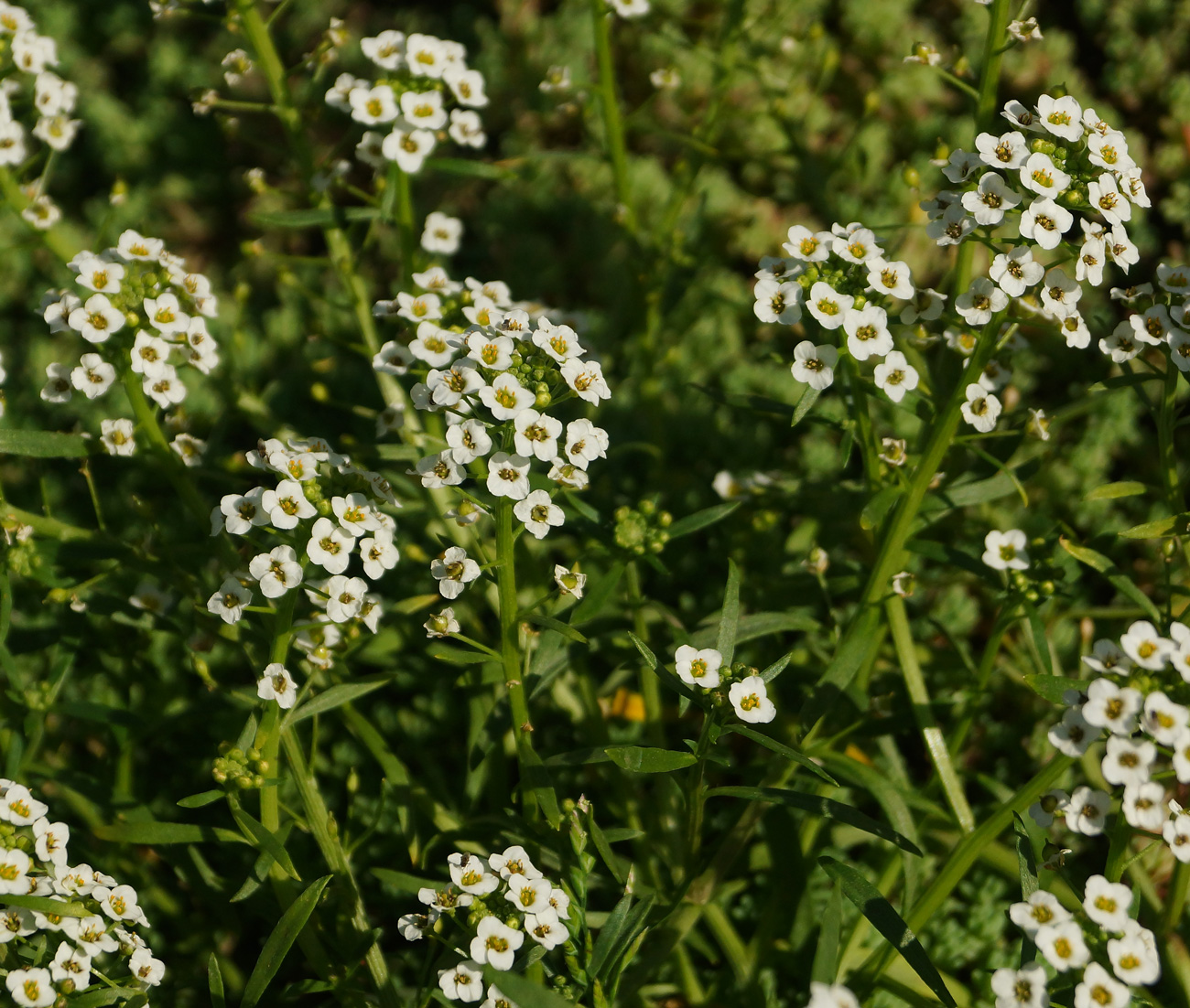 Изображение особи Lobularia maritima.