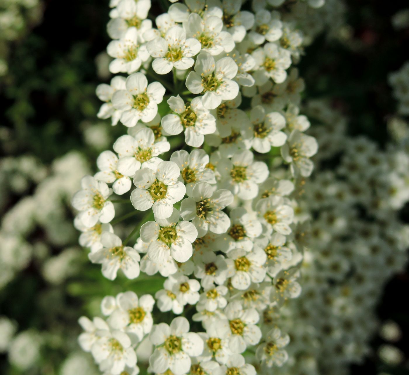 Изображение особи Spiraea &times; cinerea.