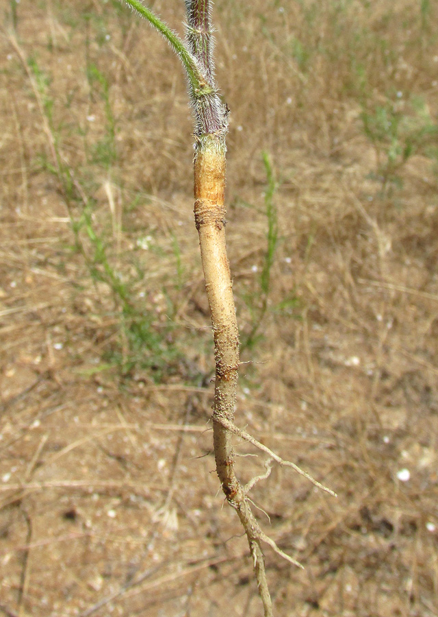 Изображение особи Daucus guttatus.