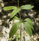 Lysimachia verticillaris