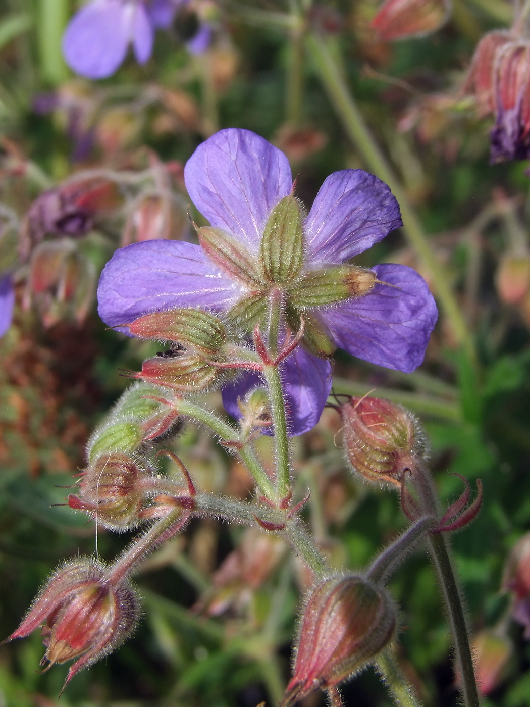 Изображение особи Geranium pratense.