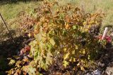 Rubus crataegifolius. Растение в осенней окаске. Саратов, Ботанический сад им Н.Г. Чернышевского, в культуре. 21.10.2018.