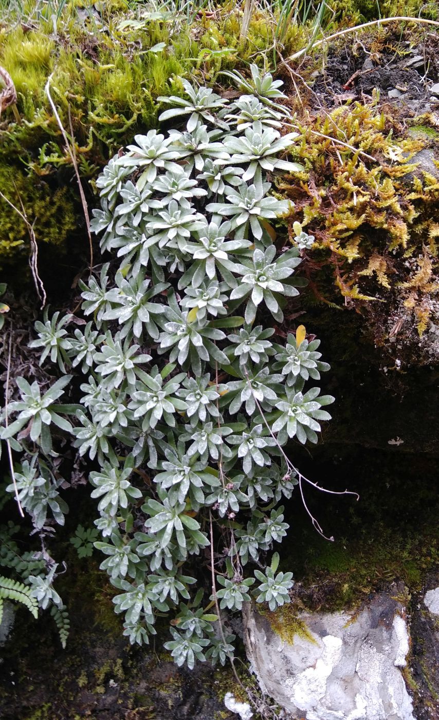 Изображение особи Saxifraga cartilaginea.