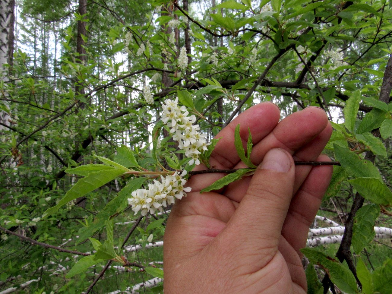 Изображение особи Padus avium ssp. pubescens.