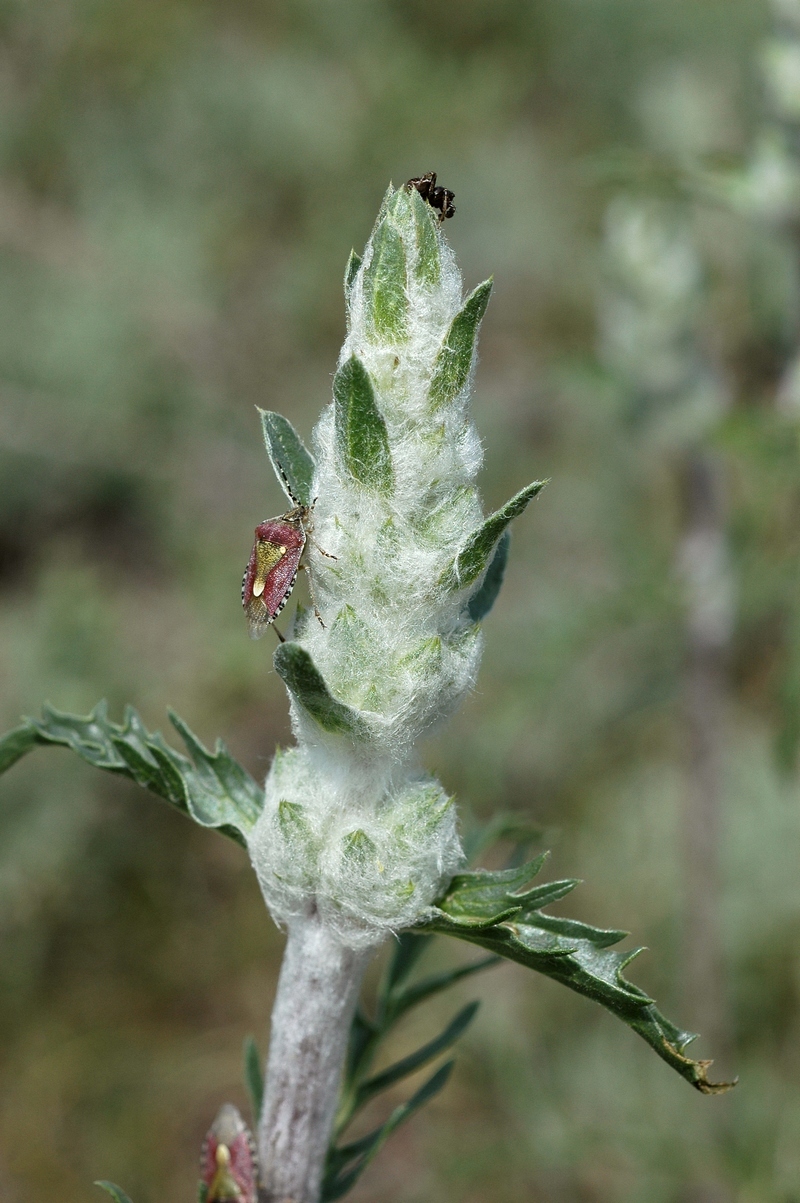 Изображение особи Phlomoides iliensis.