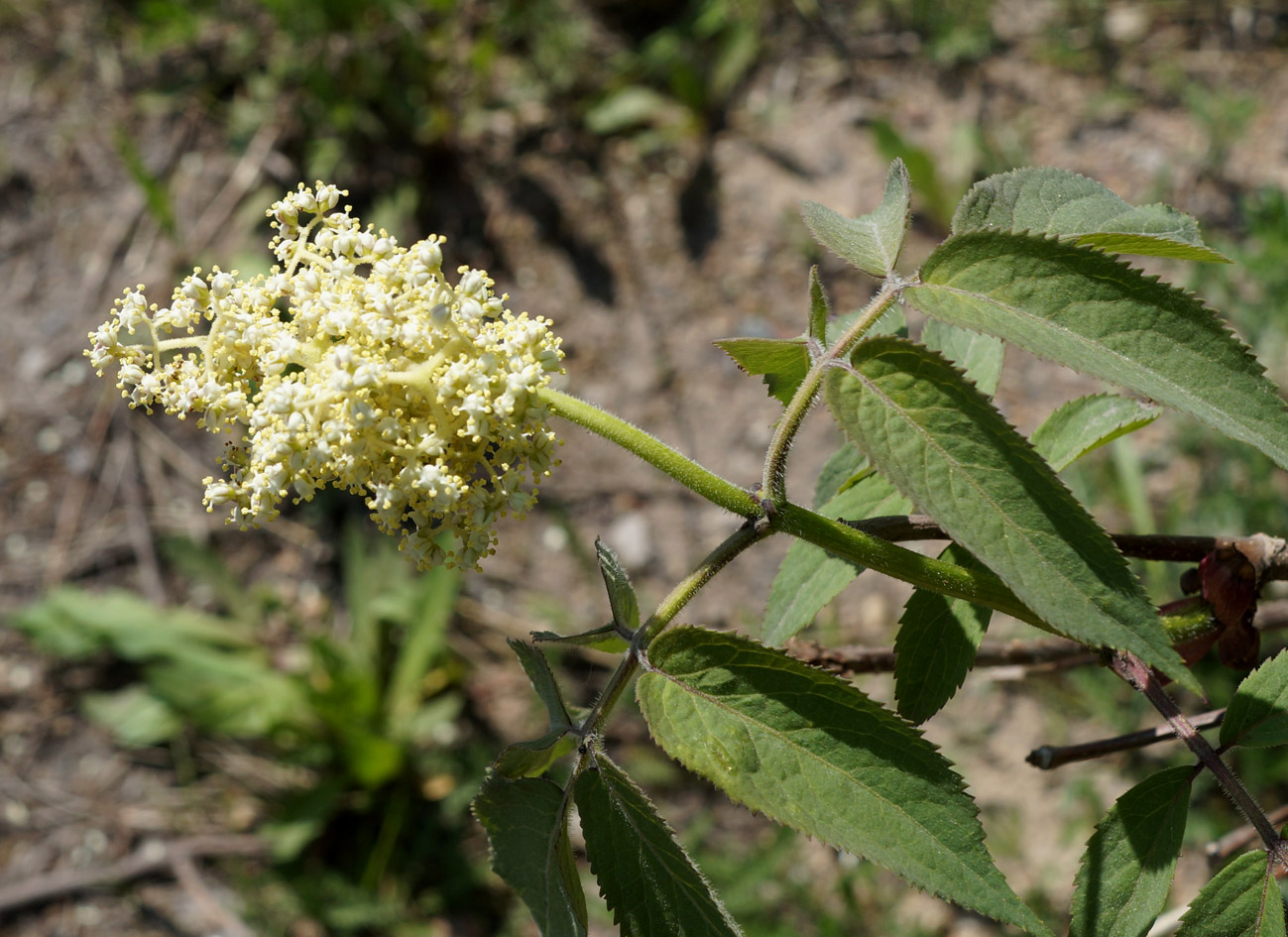 Изображение особи Sambucus sibirica.