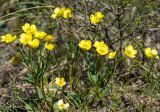 Ranunculus polyrhizos