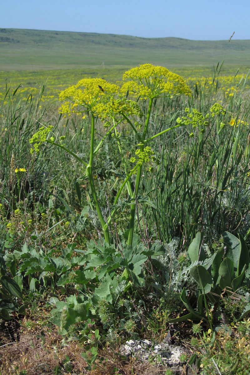 Изображение особи Pastinaca clausii.