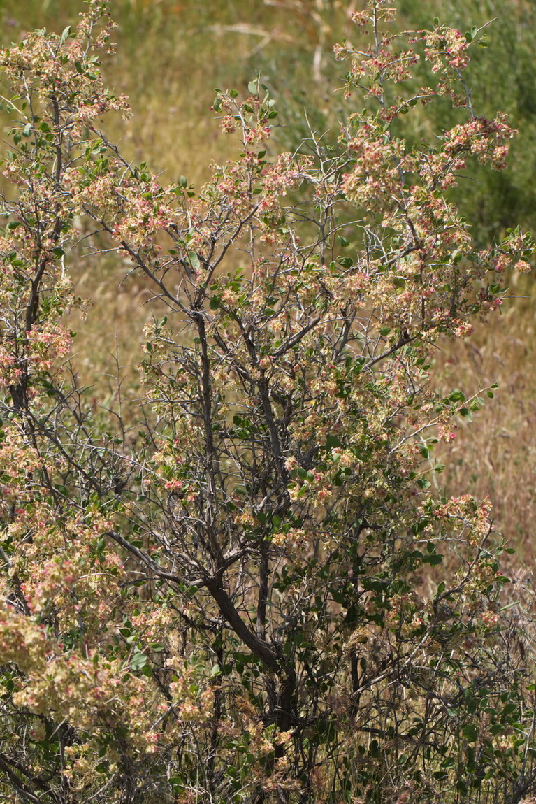 Изображение особи Atraphaxis pyrifolia.