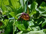 Cypripedium calceolus. Верхушка побега с отцветающим цветком и завязавшимся плодом. Алтай, Кош-Агачский р-н, долина р. Верхняя Карасу, ≈ 1100 м н.у.м., берег реки, опушка березняка. 22.06.2019.