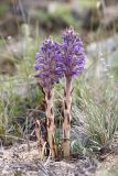 Orobanche coerulescens. Цветущее растение. Иркутская обл., Ольхонский р-н, окр. с. Сахюрта, Тутайский залив оз. Байкал, береговой склон, степь. 13.07.2019.