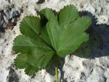 Alchemilla pycnoloba