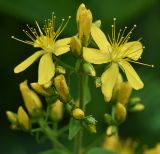 Hypericum hirsutum