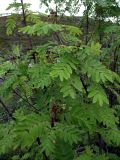 Sorbus aucuparia subspecies glabrata. Ветви с созревающими плодами. Кольский п-ов, Восточный Мурман, кут губы Ярнышная, берег руч. Ярнышный. 25.08.2010.