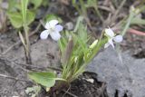 Viola pumila