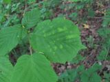 Corylus avellana