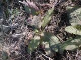 Rumex подвид orientalis