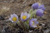 Pulsatilla multifida