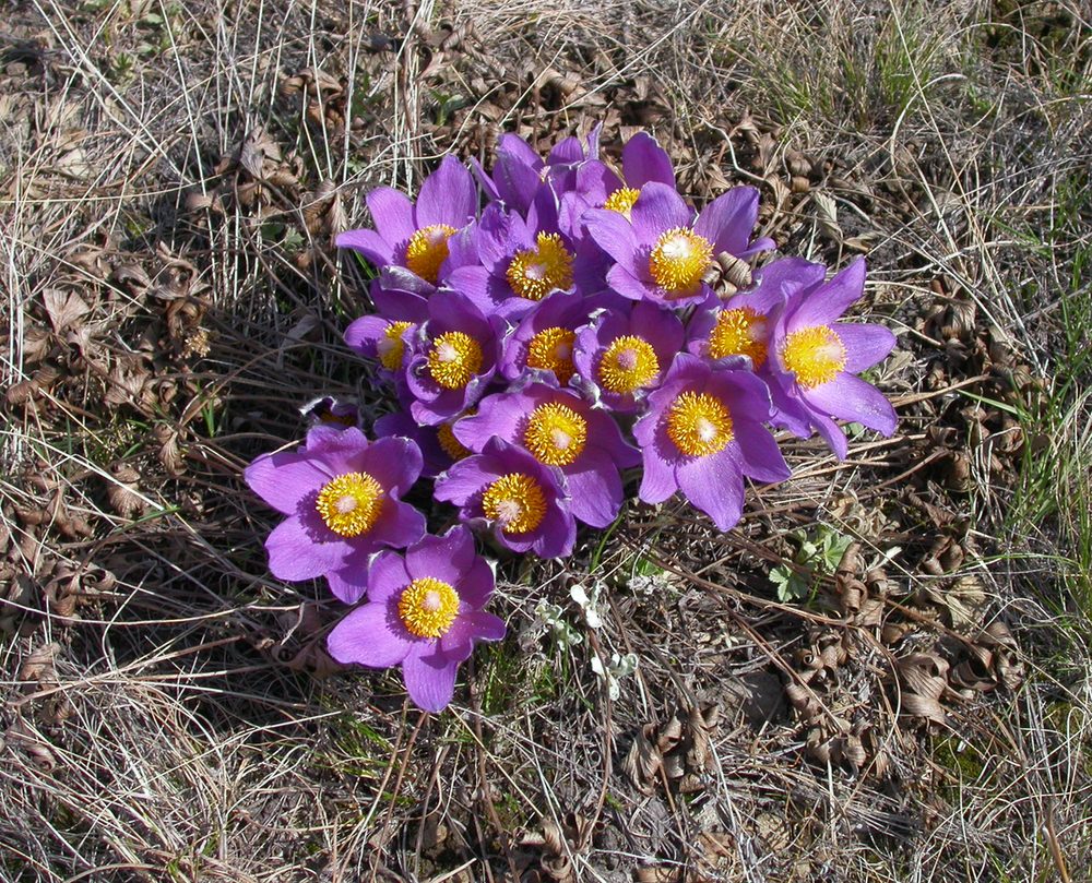 Image of Pulsatilla patens specimen.