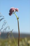 Valeriana sambucifolia. Верхушка побега с соцветием. Мурманская обл., п-ов Средний, устье р. Выкат, разнотравный приморский луг. 12.07.2023.