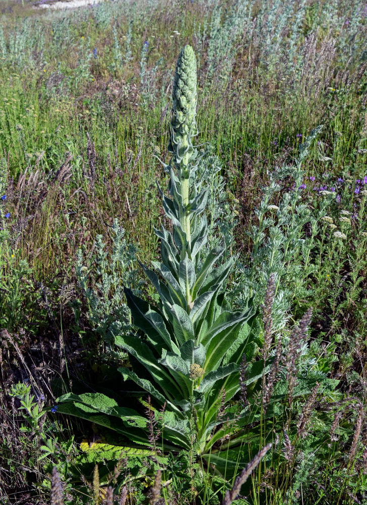 Изображение особи род Verbascum.