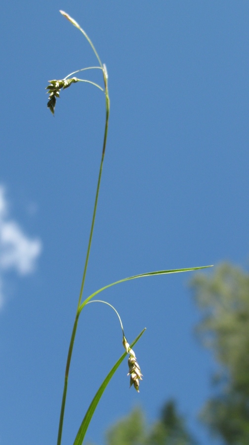 Изображение особи Carex capillaris.