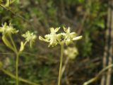 Valerianella carinata