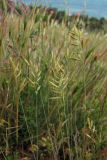 Festuca callieri. Верхушки растений. Южный берег Крыма, окр. пгт Гурзуф, ур. Мертвая долина. 27.05.2011.