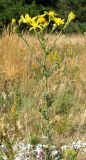 Senecio jacobaea. Цветущее растение. Крым, гора Северная Демерджи, яйла. 22 июля 2011 г.