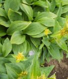 Gentiana lutea