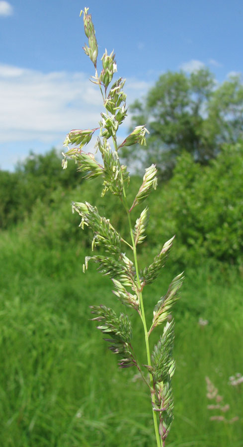 Изображение особи Phalaroides arundinacea.