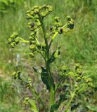 Inula macrophylla. Верхушка растения с бутонами. Казахстан, Южно-Казахстанская обл., долина р. Боролдай. 02.05.2011.