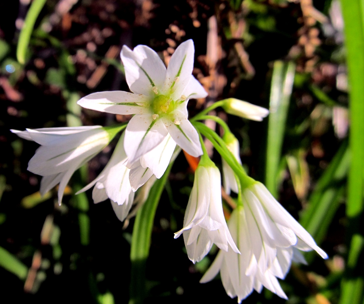Изображение особи Allium triquetrum.