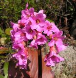 Bergenia pacifica. Соцветие. Хабаровский край, Ванинский р-н. 07.06.2005.